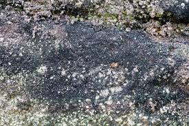 Attēlu rezultāti vaicājumam “Cystocoleus ebeneus”