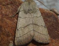 Attēlu rezultāti vaicājumam “Charanyca trigrammica”