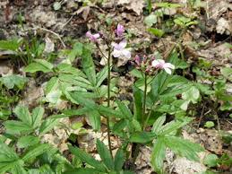 Attēlu rezultāti vaicājumam “Cardamine bulbifera leaf”