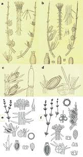 Attēlu rezultāti vaicājumam “Chara aspera”