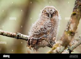 Attēlu rezultāti vaicājumam “Strix aluco juvenile”