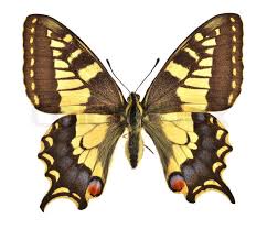 Attēlu rezultāti vaicājumam “Papilio machaon”