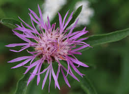 Image result for Flockenblume