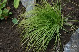 Attēlu rezultāti vaicājumam “Carex montana”