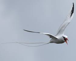 Image result for Phaethon aethereus