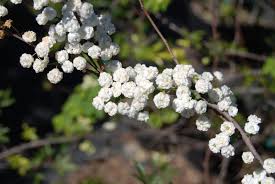 Attēlu rezultāti vaicājumam “Spiraea”