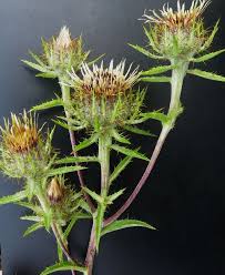 Attēlu rezultāti vaicājumam “Carlina biebersteinii leaf”