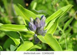 Attēlu rezultāti vaicājumam “Gentiana cruciata bud”