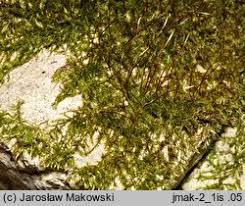 Attēlu rezultāti vaicājumam “Homomallium incurvatum”