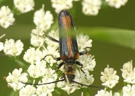 Attēlu rezultāti vaicājumam “Anogcodes melanurus”