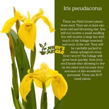 Attēlu rezultāti vaicājumam “Iris pseudacorus flower”