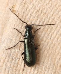 Attēlu rezultāti vaicājumam “Dasytes caeruleus imago”