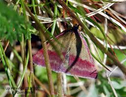 Attēlu rezultāti vaicājumam “Phytometra viridaria”