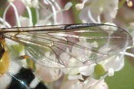 Attēlu rezultāti vaicājumam “Leucozona glaucia”