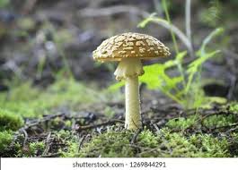 Attēlu rezultāti vaicājumam “Amanita regalis”