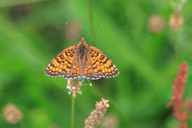 Attēlu rezultāti vaicājumam “Melitaea phoebe”