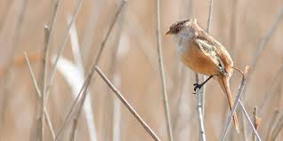 Attēlu rezultāti vaicājumam “Panurus biarmicus”