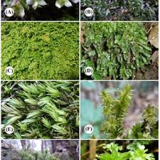 Attēlu rezultāti vaicājumam “Blepharostoma trichophyllum sporophyte”