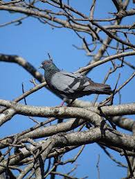 Attēlu rezultāti vaicājumam “Columba livia f. domestica”