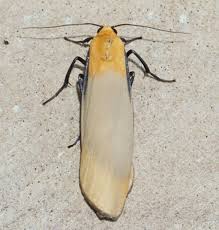 Attēlu rezultāti vaicājumam “Lithosia quadra male”