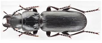 Attēlu rezultāti vaicājumam “Pterostichus aethiops”