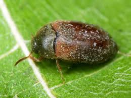 Attēlu rezultāti vaicājumam “Attagenus smirnovi”