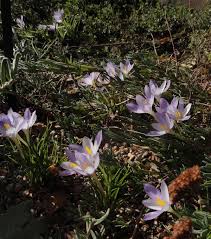 Attēlu rezultāti vaicājumam “Crocus vernus subsp. vernus”