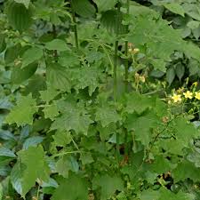 Attēlu rezultāti vaicājumam “Mycelis muralis leaf”