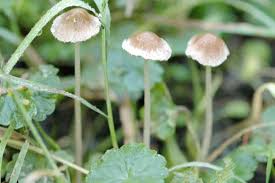 Attēlu rezultāti vaicājumam “Psathyrella pygmaea”