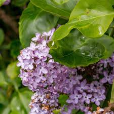 Attēlu rezultāti vaicājumam “Syringa vulgaris fruit”