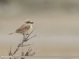 Image result for Lanius isabellinus