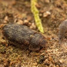 Attēlu rezultāti vaicājumam “Trogossitidae”