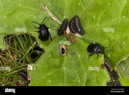 Attēlu rezultāti vaicājumam “Galeruca tanaceti”