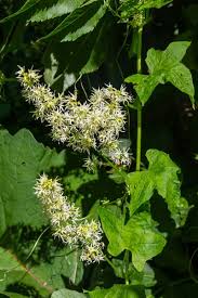 Attēlu rezultāti vaicājumam “Echinocystis lobata flower”
