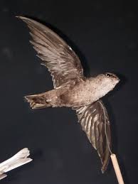 Image result for Chaetura pelagica