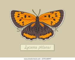 Attēlu rezultāti vaicājumam “Lycaena phlaeas”