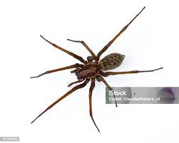 Attēlu rezultāti vaicājumam “Tegenaria sp.”