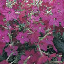 Image result for Nicotiana x sanderae