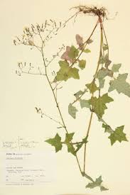 Attēlu rezultāti vaicājumam “Mycelis muralis”