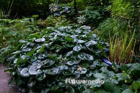 Attēlu rezultāti vaicājumam “Asarum europaeum”