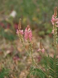 Attēlu rezultāti vaicājumam “Onobrychis arenaria leaf”