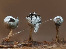 Attēlu rezultāti vaicājumam “Physarum globuliferum spores”