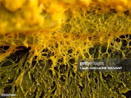 Attēlu rezultāti vaicājumam “Physarum conglomeratum macro”