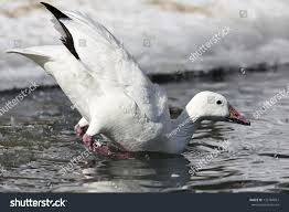 Image result for Anser caerulescens