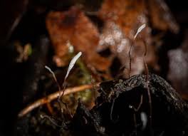 Attēlu rezultāti vaicājumam “Typhula erythropus”