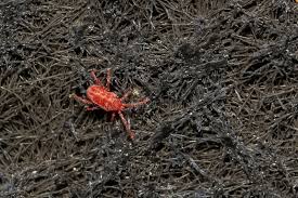 Attēlu rezultāti vaicājumam “Bryobia praetiosa”