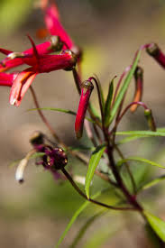 Attēlu rezultāti vaicājumam “Lophozia laxa macro”