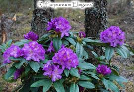 Attēlu rezultāti vaicājumam “Rhododendron catawbiense”