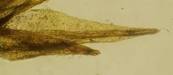 Attēlu rezultāti vaicājumam “Dicranella varia”