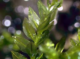 Attēlu rezultāti vaicājumam “Mnium hornum”